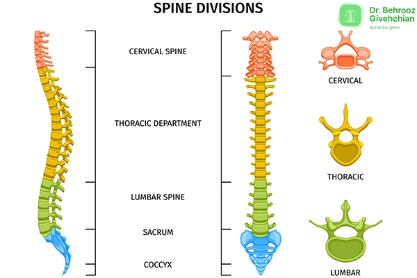 انحنای طبیعی ستون فقرات